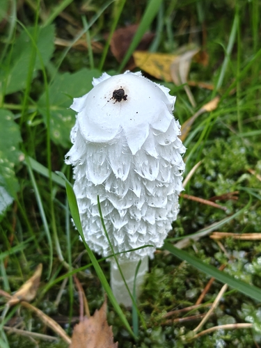 Shaggy Mane