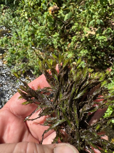 Fissidens grandifrons observed 2026-09-18
