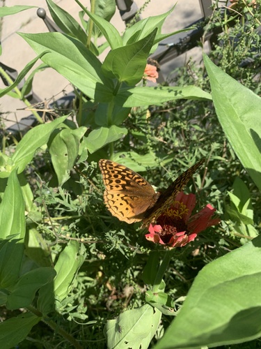 Great Spangled Fritillary