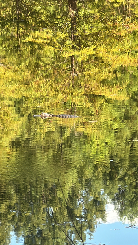 American Alligator