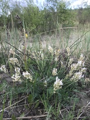 Oxytropis candicans
