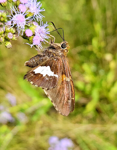 Silver-spotted Skipper