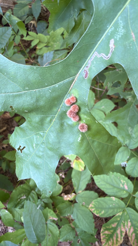 Furry Oak Leaf Gall Wasp