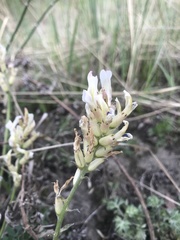 Oxytropis candicans