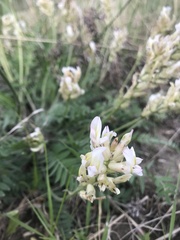 Oxytropis candicans