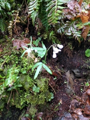 Cardamine nuttallii