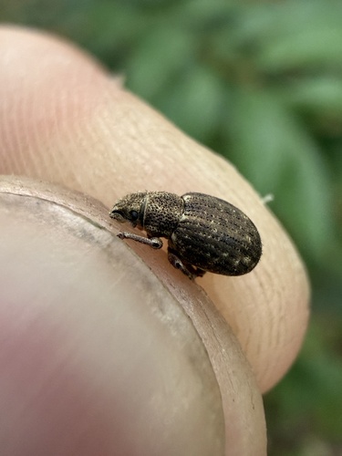 Strophosoma capitatum