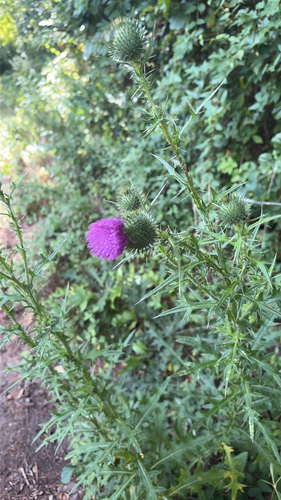 Bull Thistle