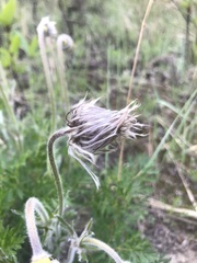 Pulsatilla ambigua