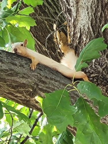 Eastern Gray Squirrel