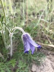 Pulsatilla ambigua