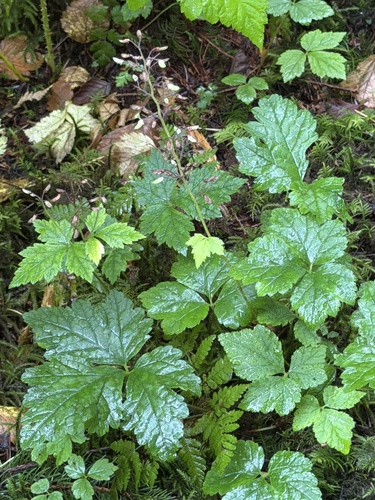 Tiarella trifoliata, photograph 5