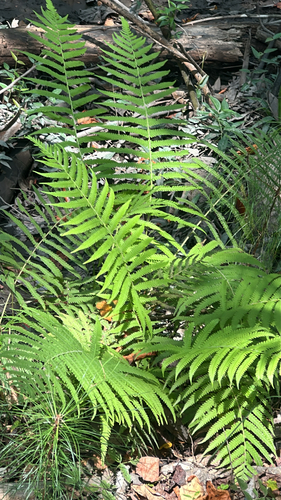 Widespread Maiden Fern
