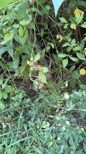 multiflora rose