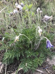 Pulsatilla ambigua