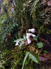 Cardamine nuttallii