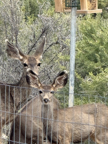 Mule Deer