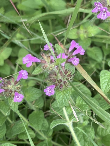 Wild Basil