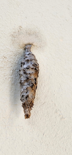 Argentine Bagworm