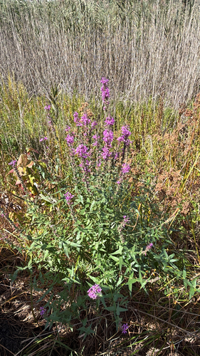 purple loosestrife