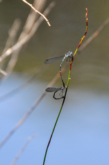 Austrolestes minjerriba