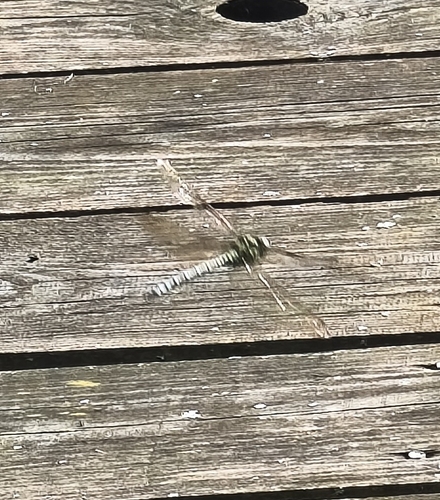 Southern Hawker