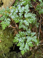 Coptis aspleniifolia, photograph (c) Rosario Douglas, some rights reserved (CC BY)