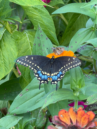 Black Swallowtail