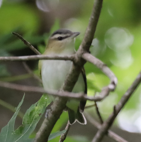 Red-eyed Vireo