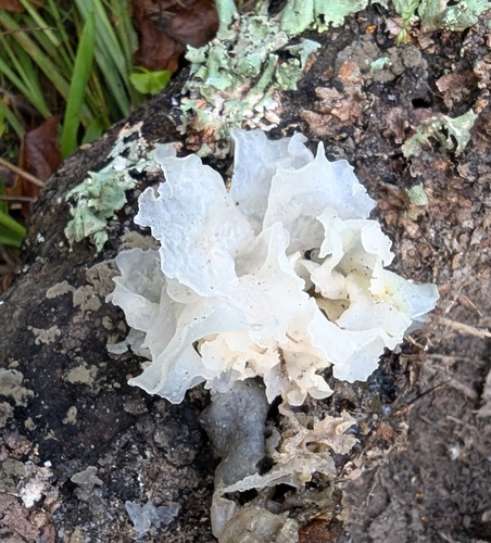 snow fungus