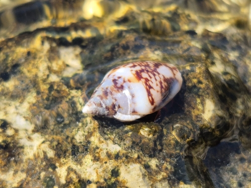 Rustic Dove-shell