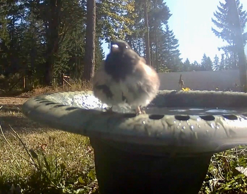 Dark-eyed Junco