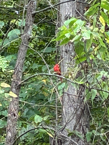 Northern Cardinal