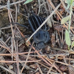 Alphasida holosericea