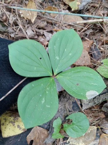 Canadian bunchberry