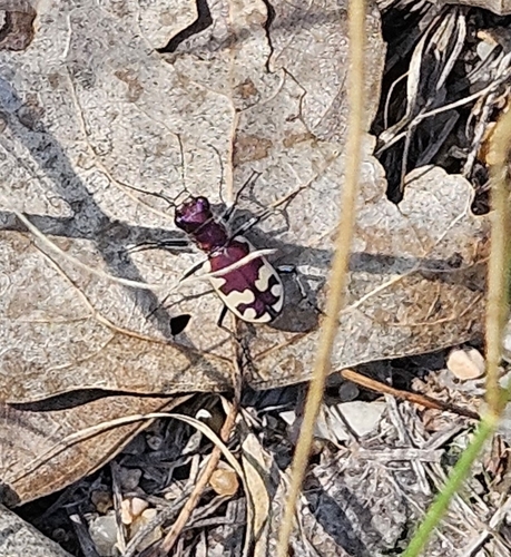 Big Sand Tiger Beetle