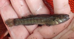 Etheostoma crossopterum