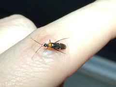 Pseudoxenetus regalis