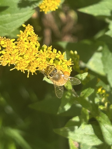 Western Honey Bee