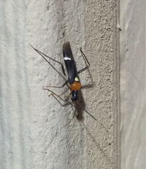 Pseudoxenetus regalis