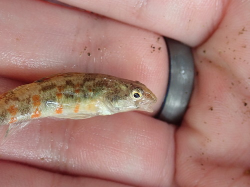 Redband Darter