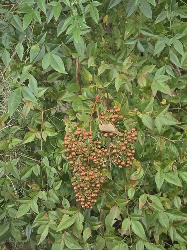 Heavenly bamboo
