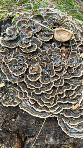 turkey-tail