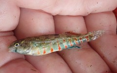 Redband Darter photo 5