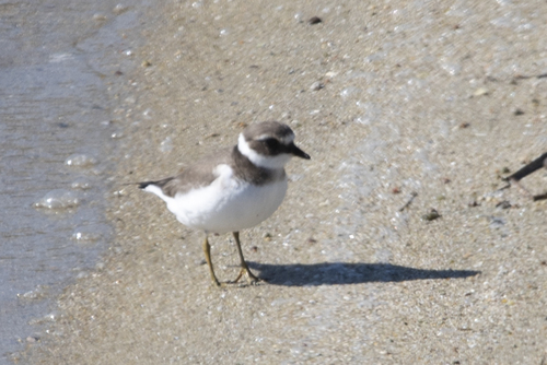 Common Ringed Plover