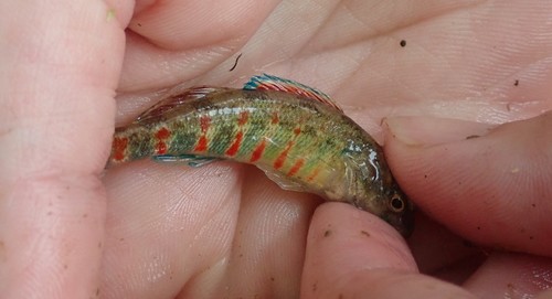 Redband Darter