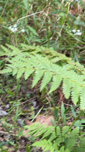 cinnamon fern