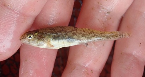 Redband Darter