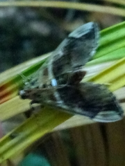 Sathria internitalis