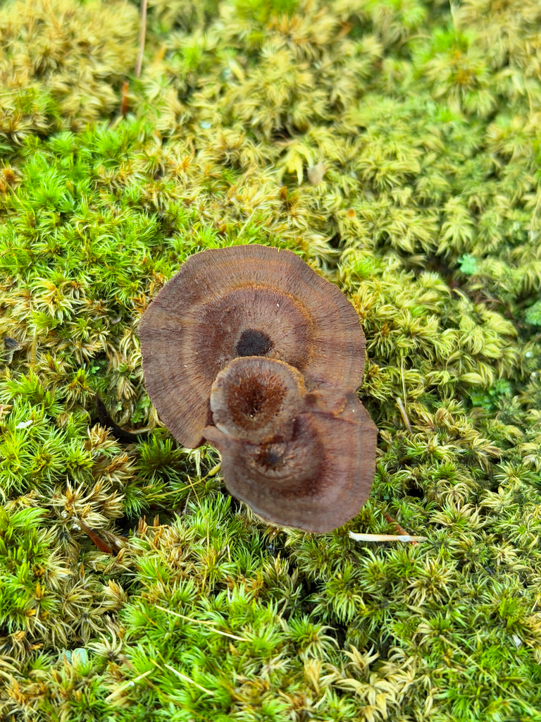 Shiny cinnamon polypore · September 2026 · photo: Photo: (c) Eli Talhouk, some rights reserved (CC BY) · iNaturalist